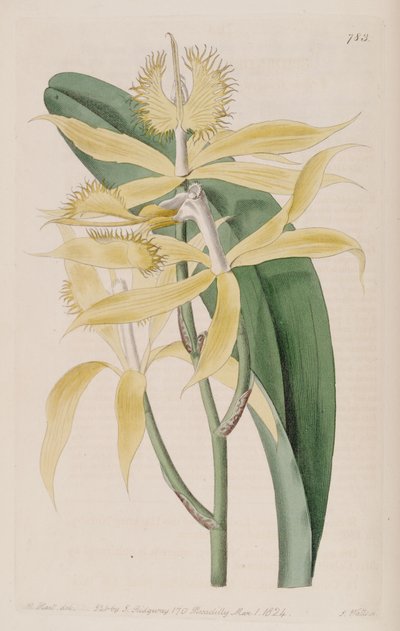 Illustratie van Epidendrum ciliare (als syn. Epidendrum cuspidatum) door M. Hart